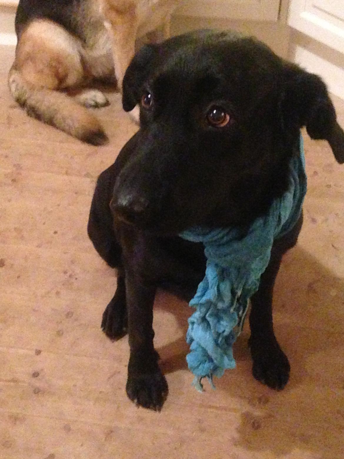 Blanding af racer Rosa billede 8