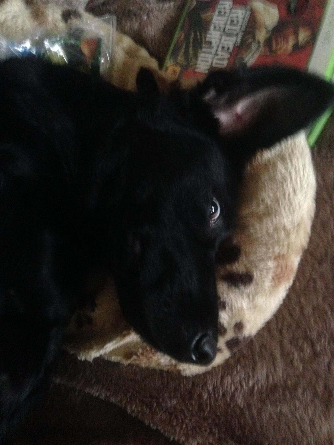 Blanding af racer Rosa billede 9