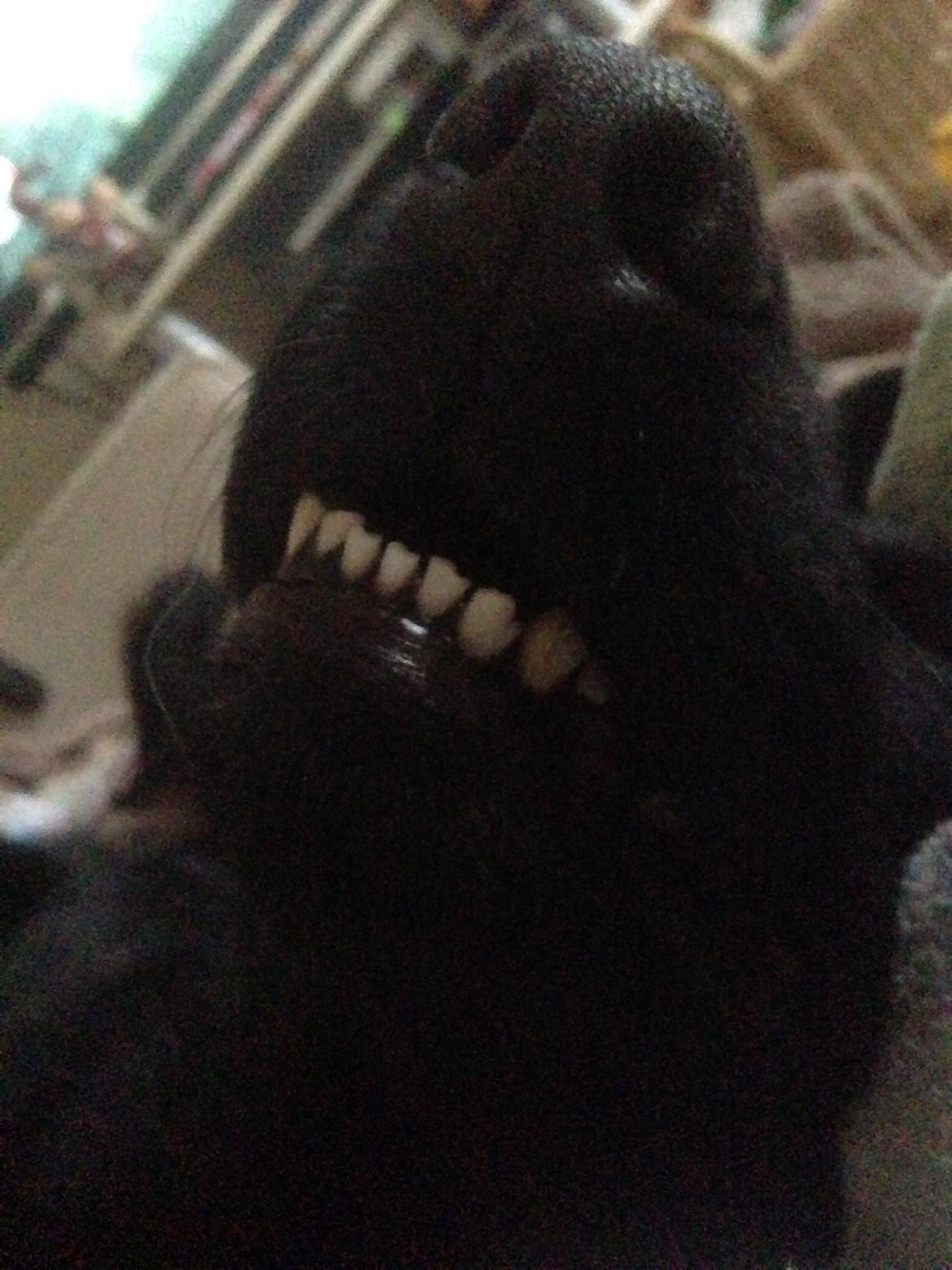 Blanding af racer Rosa billede 10