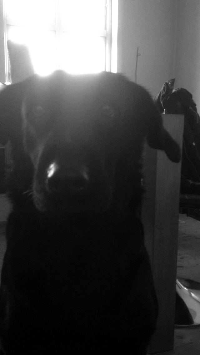 Blanding af racer Rosa billede 11