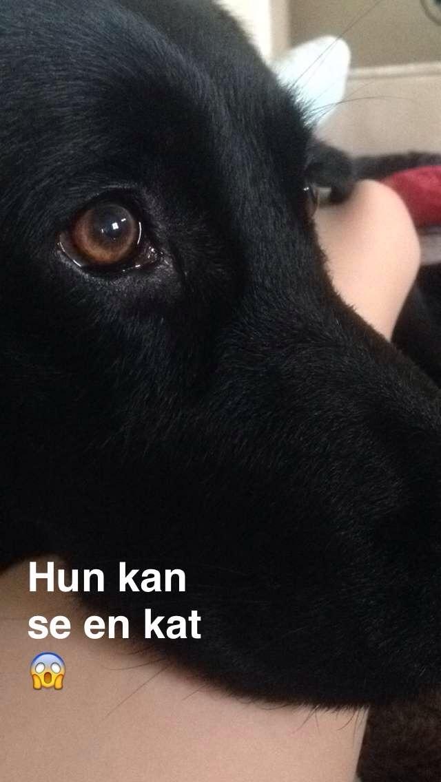 Blanding af racer Rosa billede 14