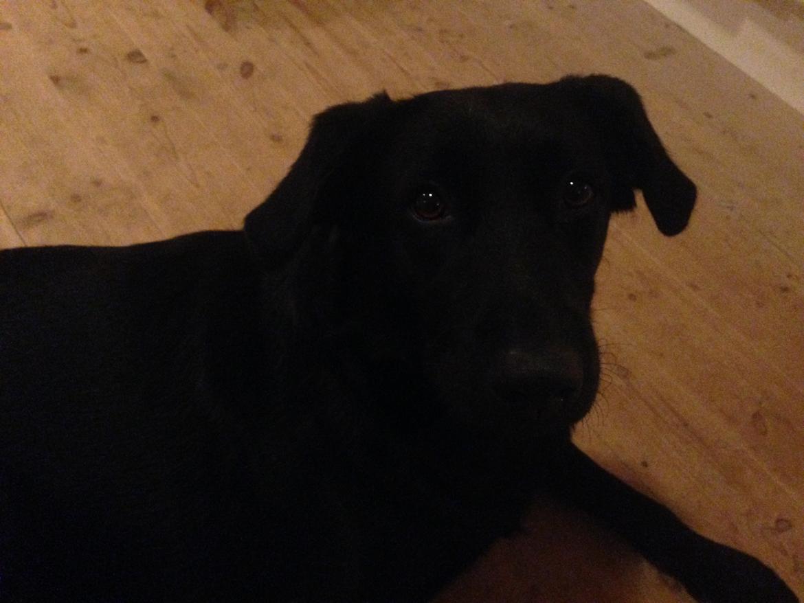 Blanding af racer Rosa billede 12