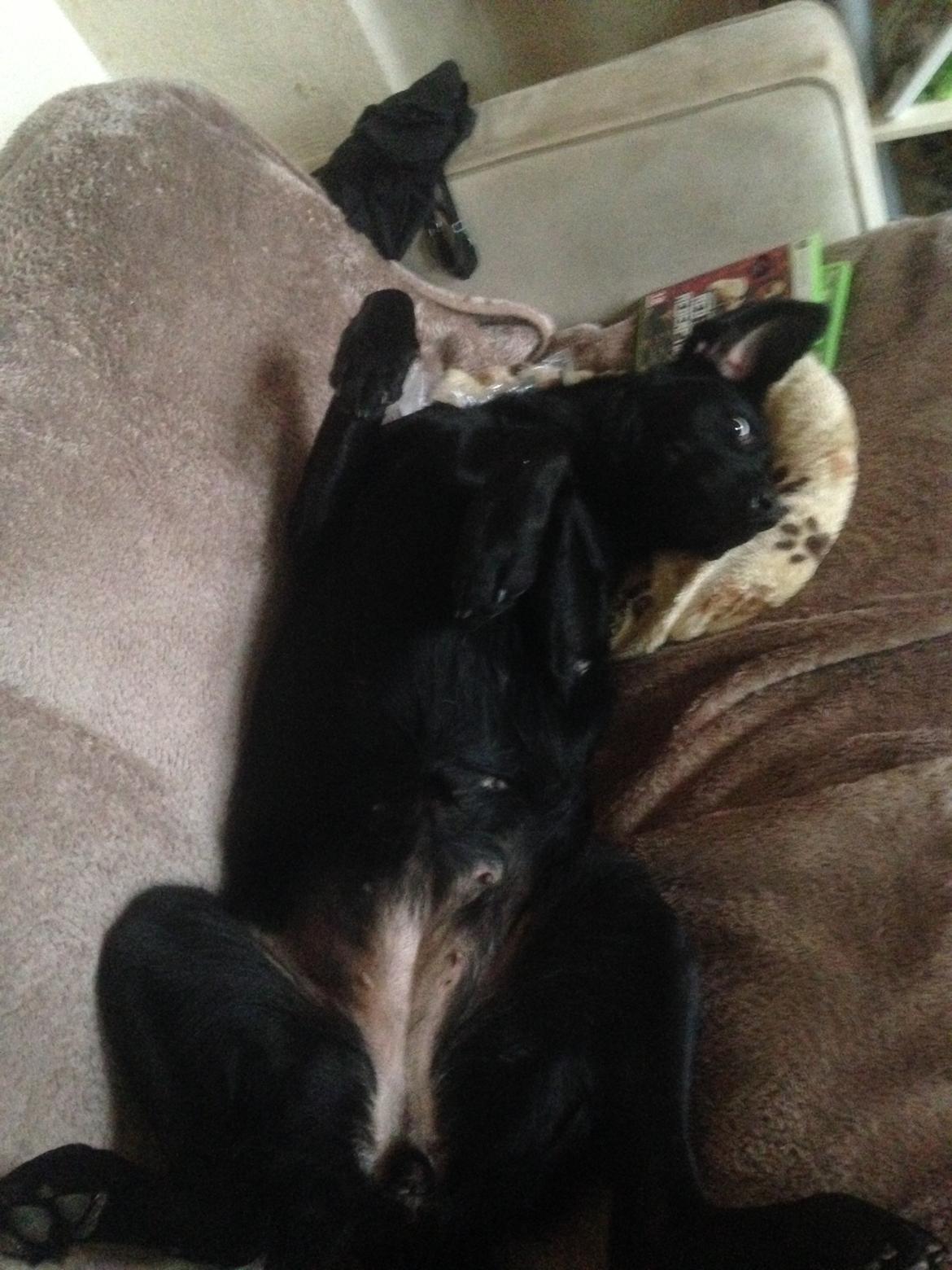 Blanding af racer Rosa billede 13