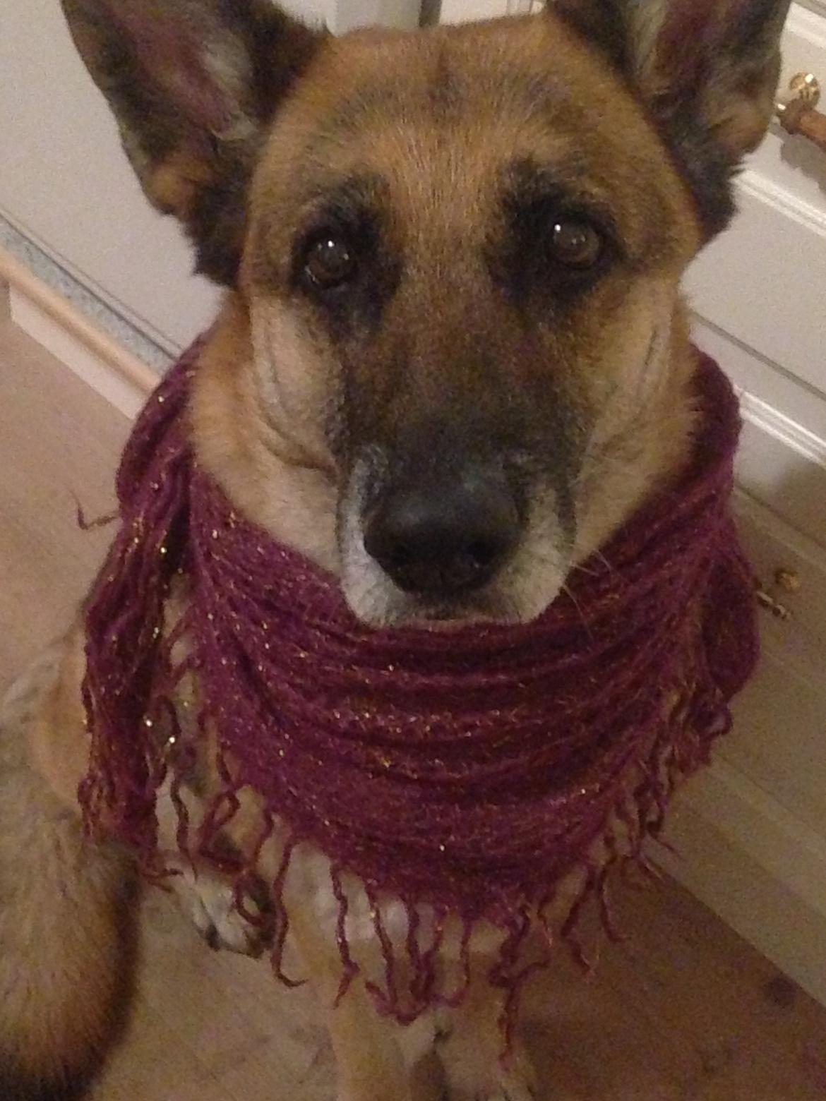 Schæferhund Lady billede 1