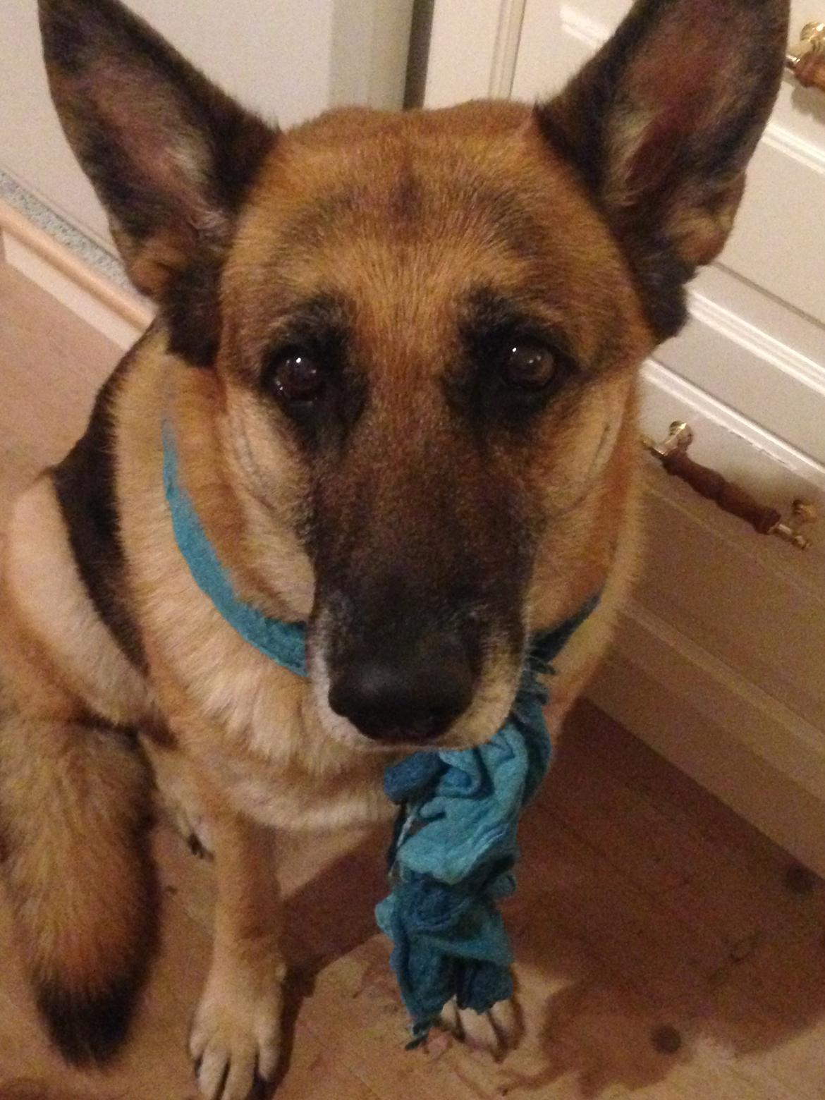 Schæferhund Lady billede 2