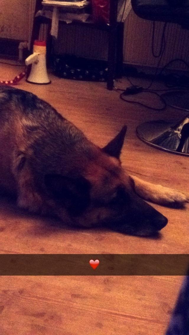 Schæferhund Lady billede 3