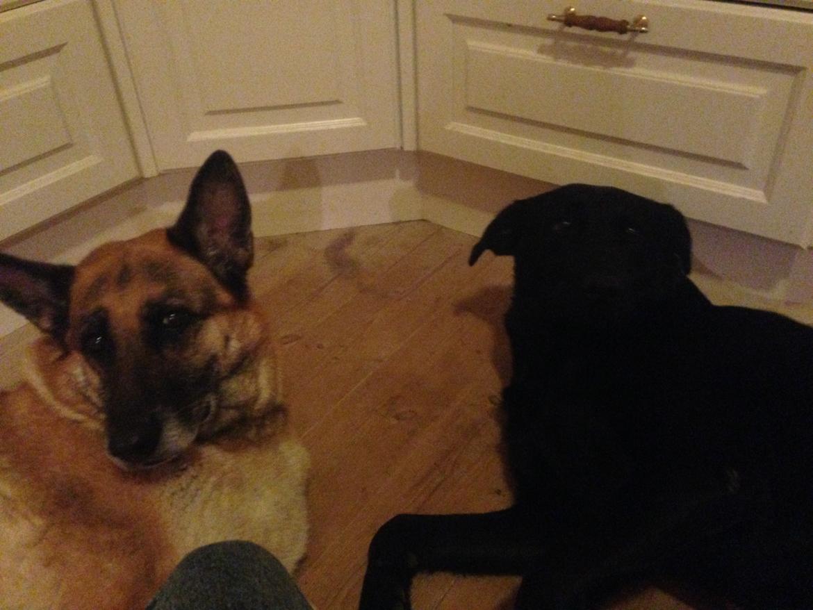 Schæferhund Lady billede 4