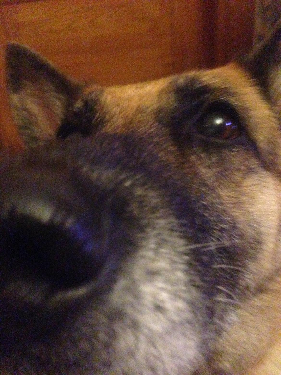 Schæferhund Lady billede 6