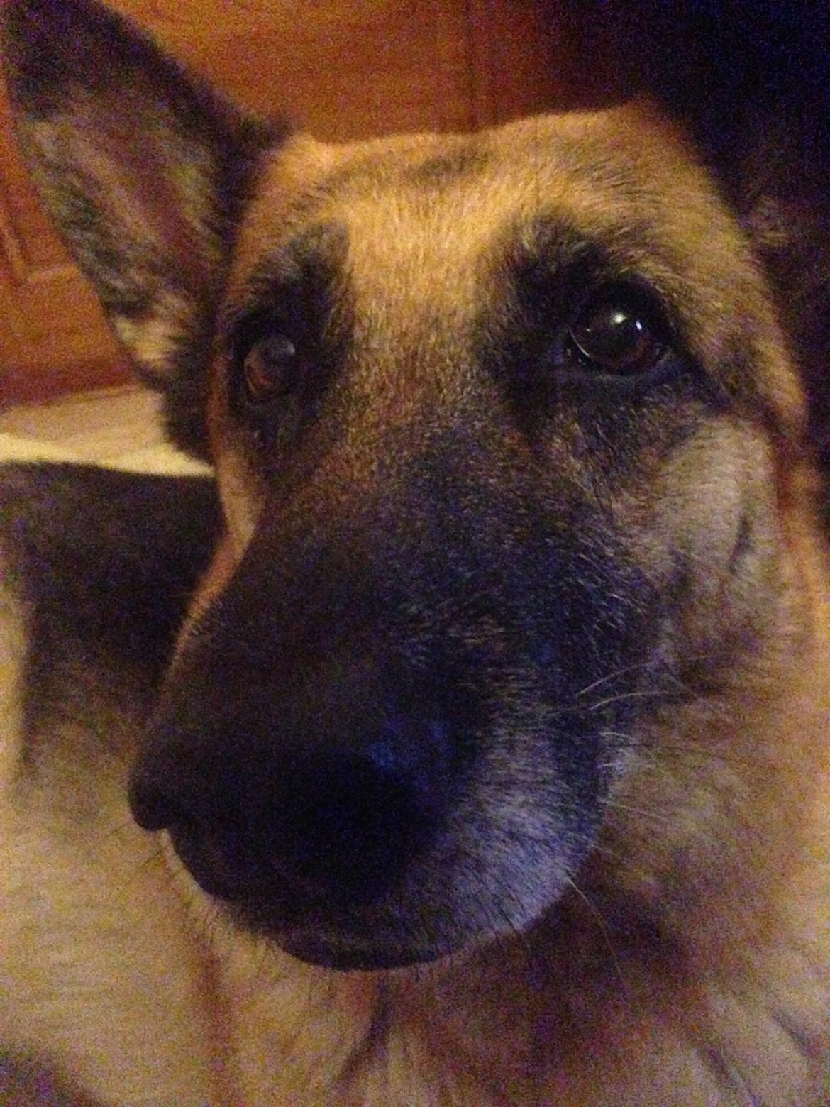 Schæferhund Lady billede 7