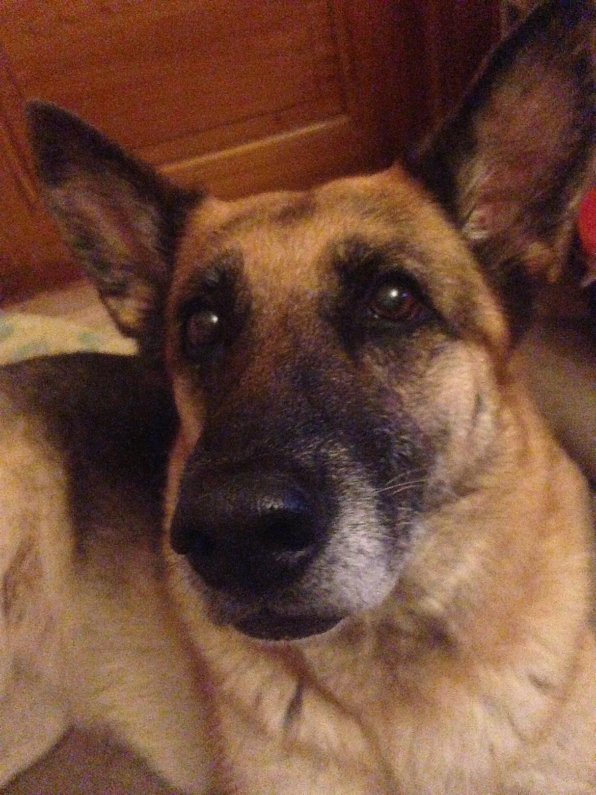 Schæferhund Lady billede 5