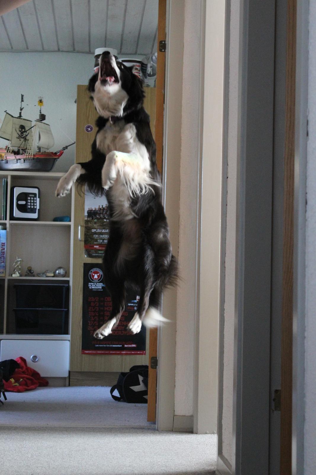 Border collie og labrador -Bailey billede 20