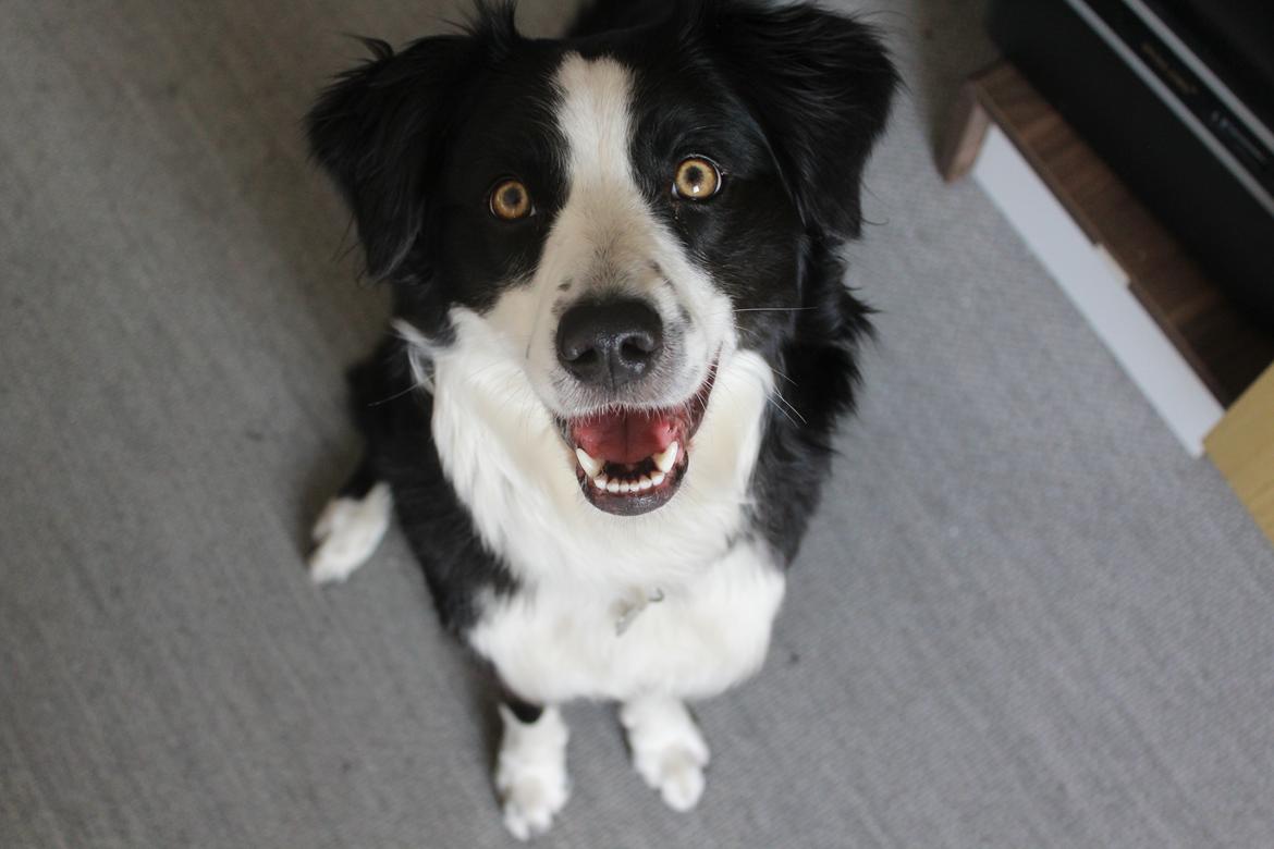 Border collie og labrador -Bailey billede 21