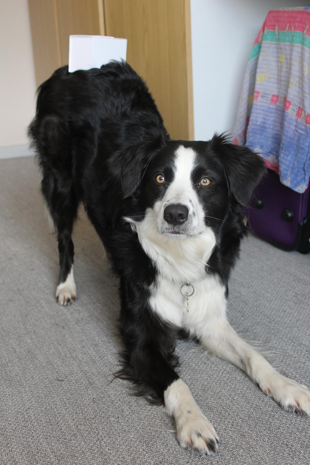 Border collie og labrador -Bailey billede 22