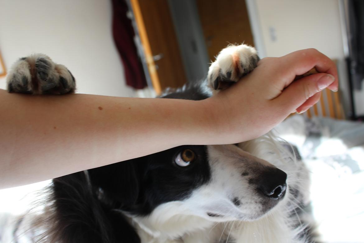 Border collie og labrador -Bailey billede 23