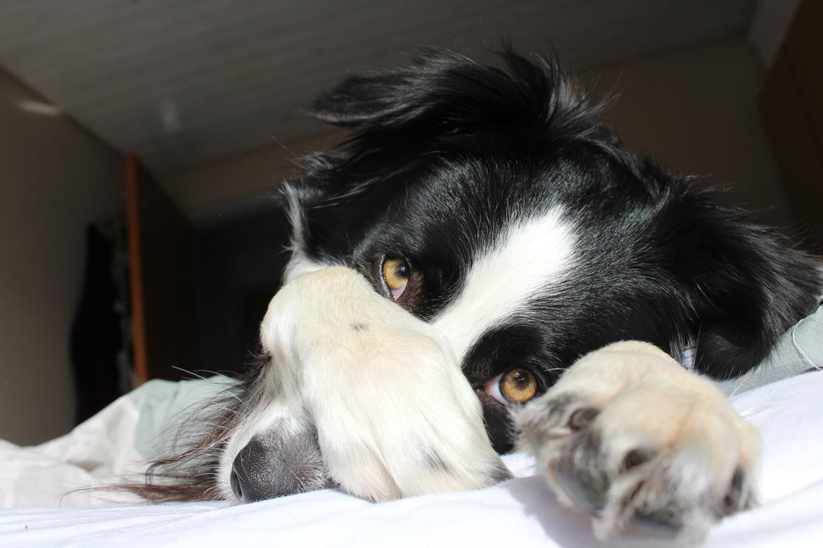 Border collie og labrador -Bailey billede 4