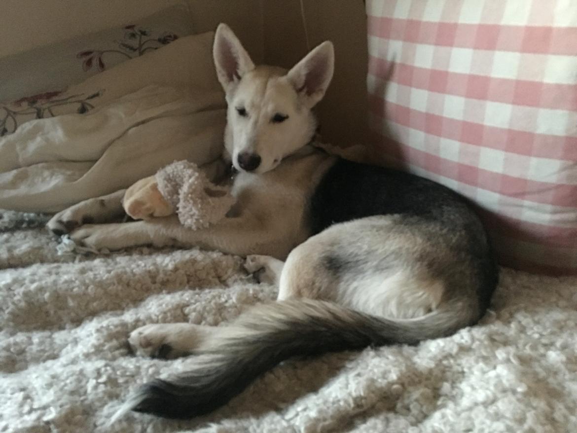 Alaskan husky Skæbnens Cille *RIP* billede 2