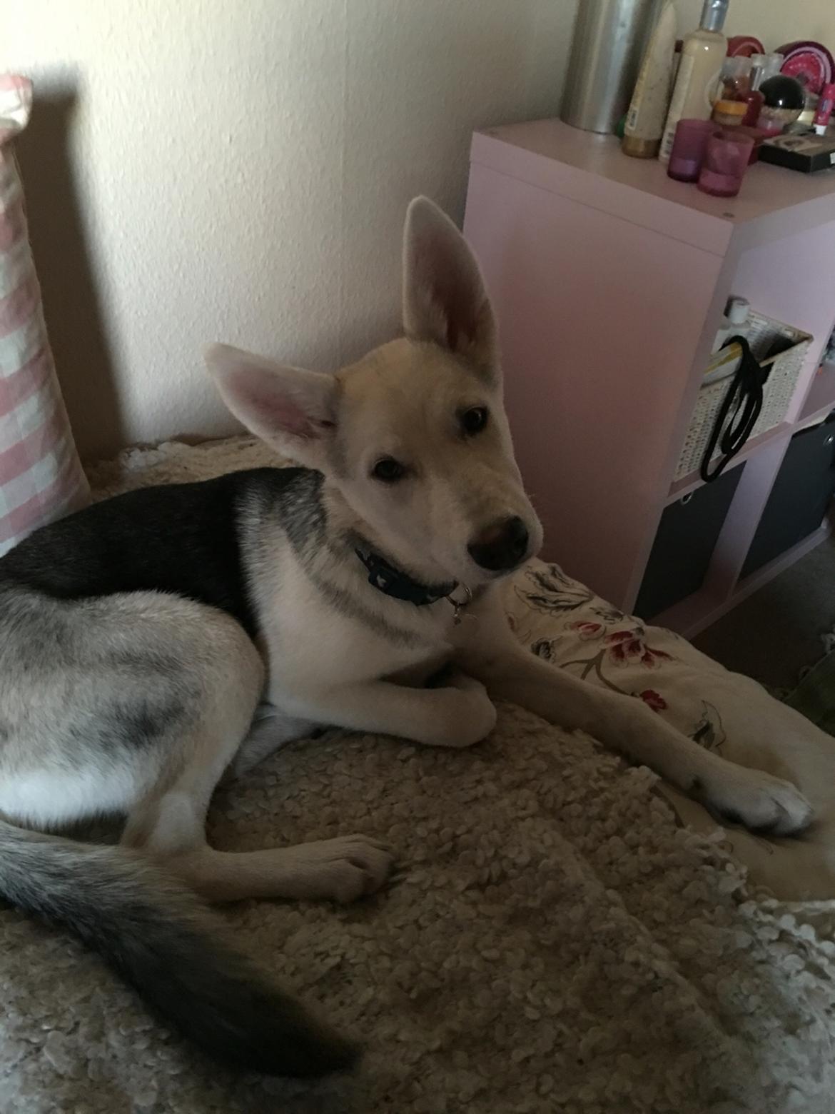 Alaskan husky Skæbnens Cille *RIP* billede 3