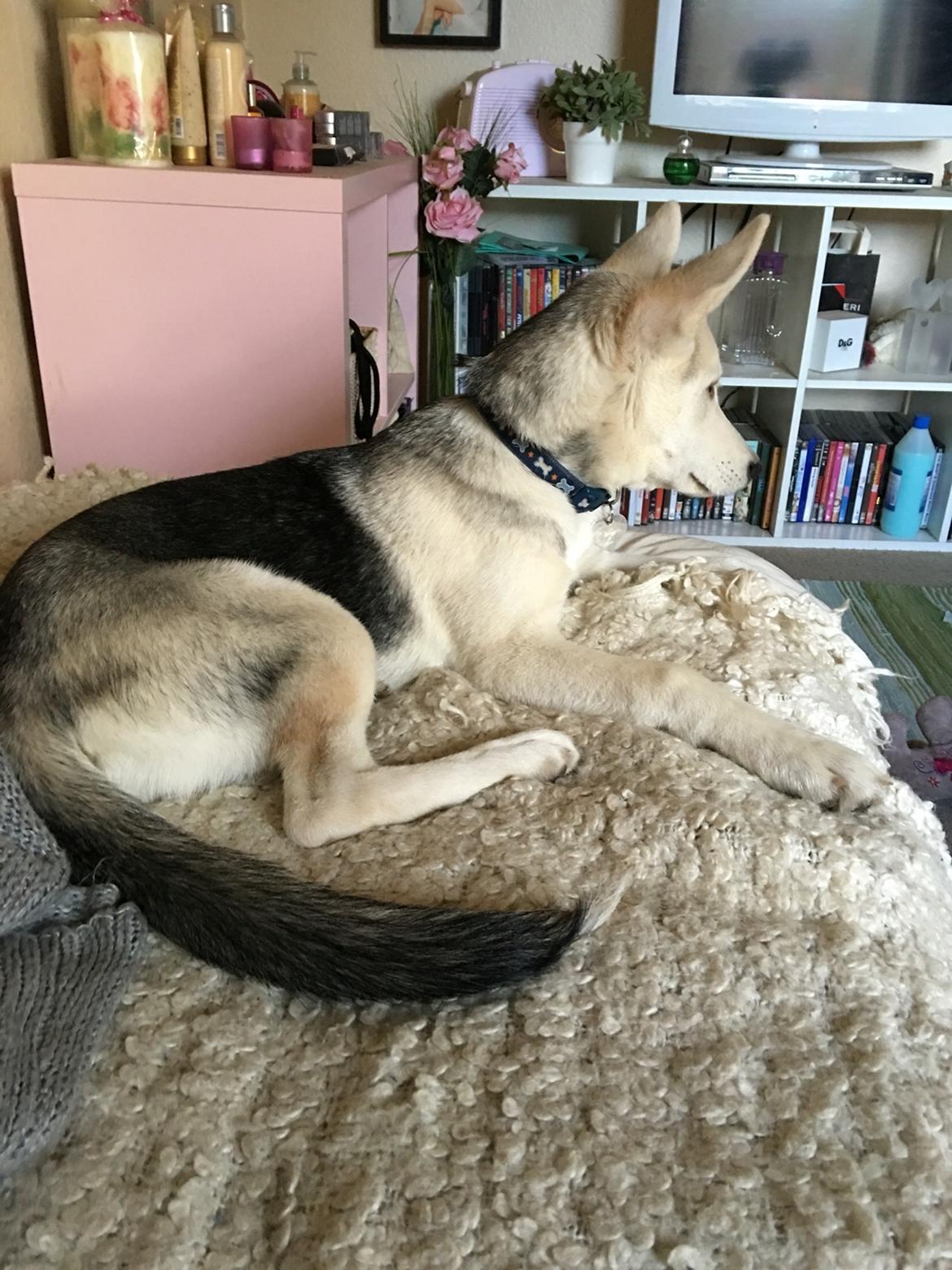 Alaskan husky Skæbnens Cille *RIP* billede 4