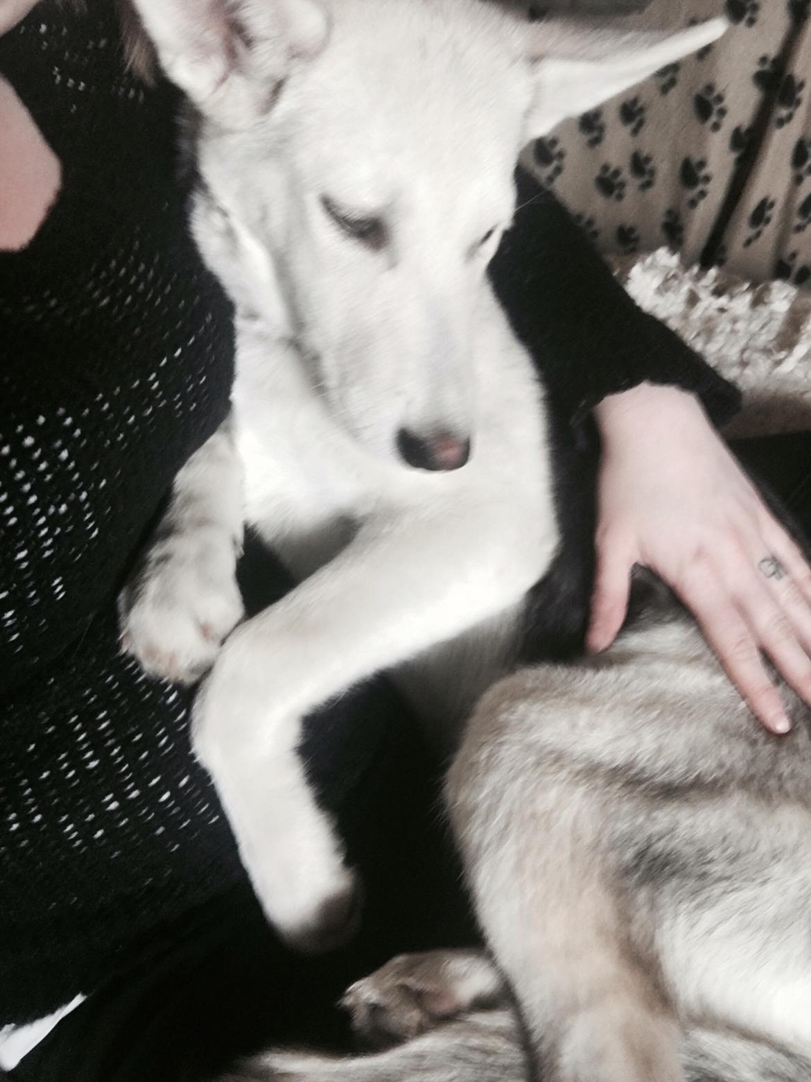 Alaskan husky Skæbnens Cille *RIP* billede 5