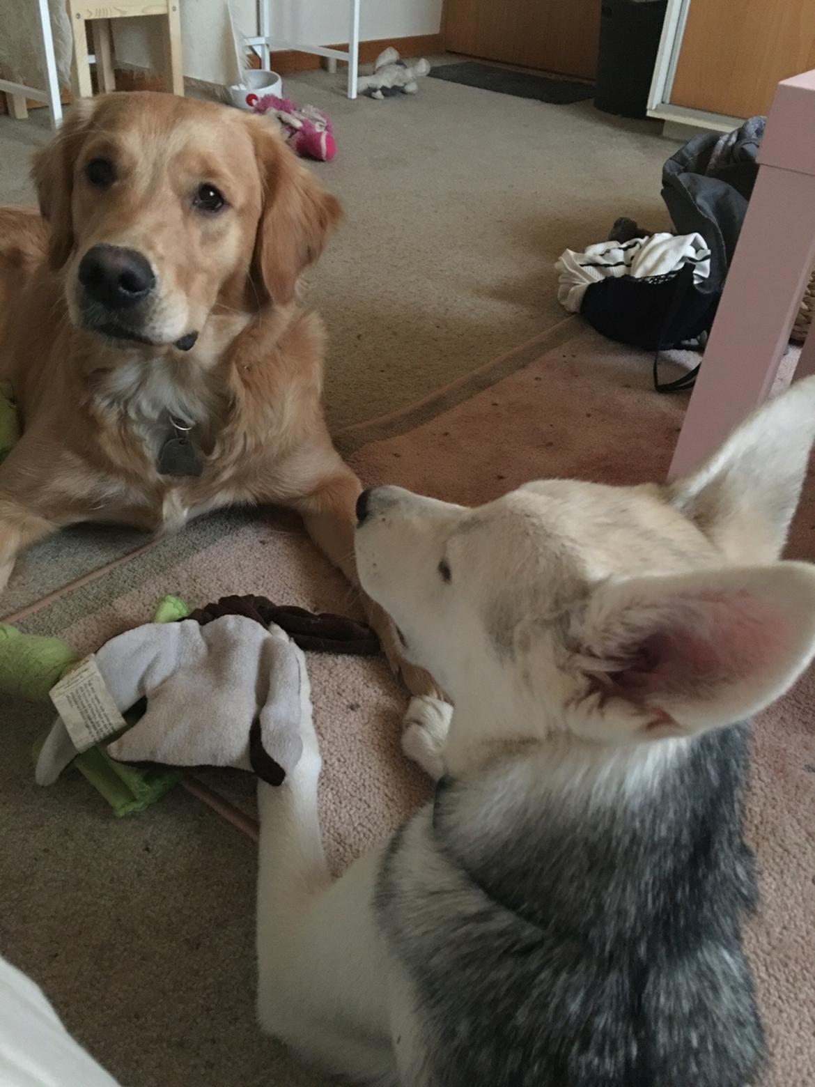 Alaskan husky Skæbnens Cille *RIP* billede 6