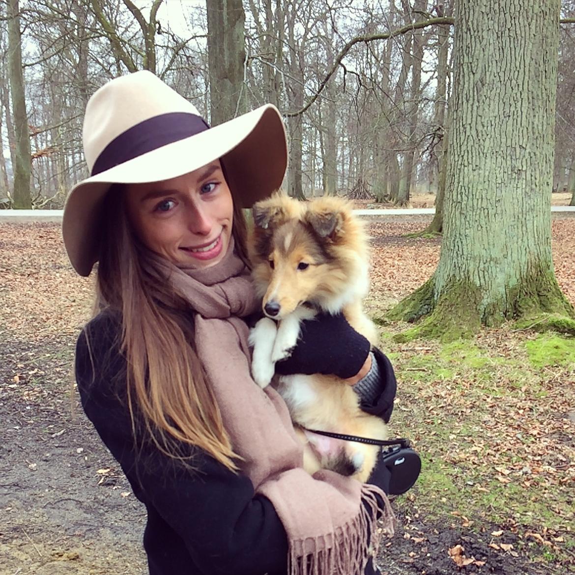 Shetland sheepdog Canto billede 11