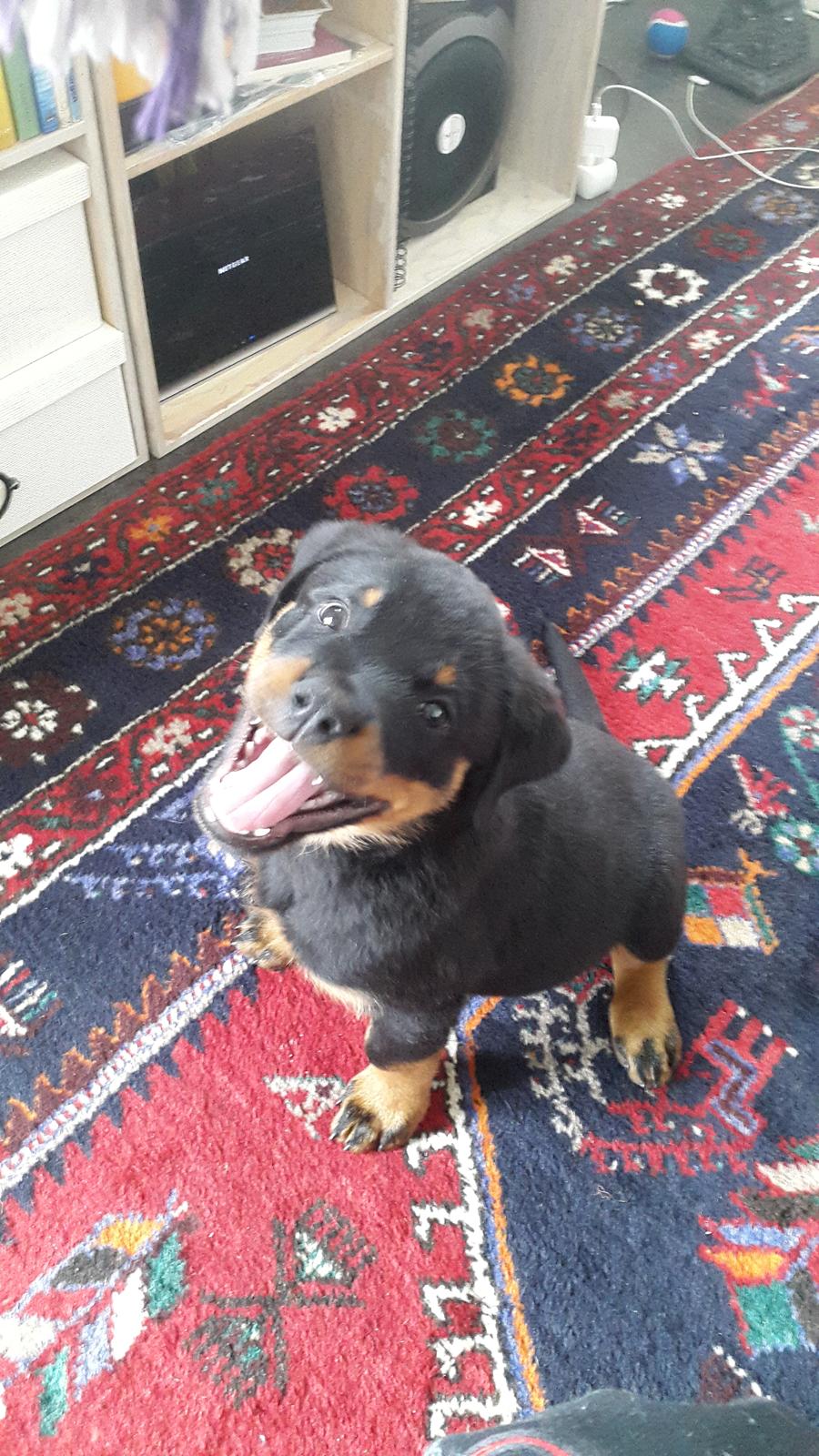 Rottweiler Laika billede 1