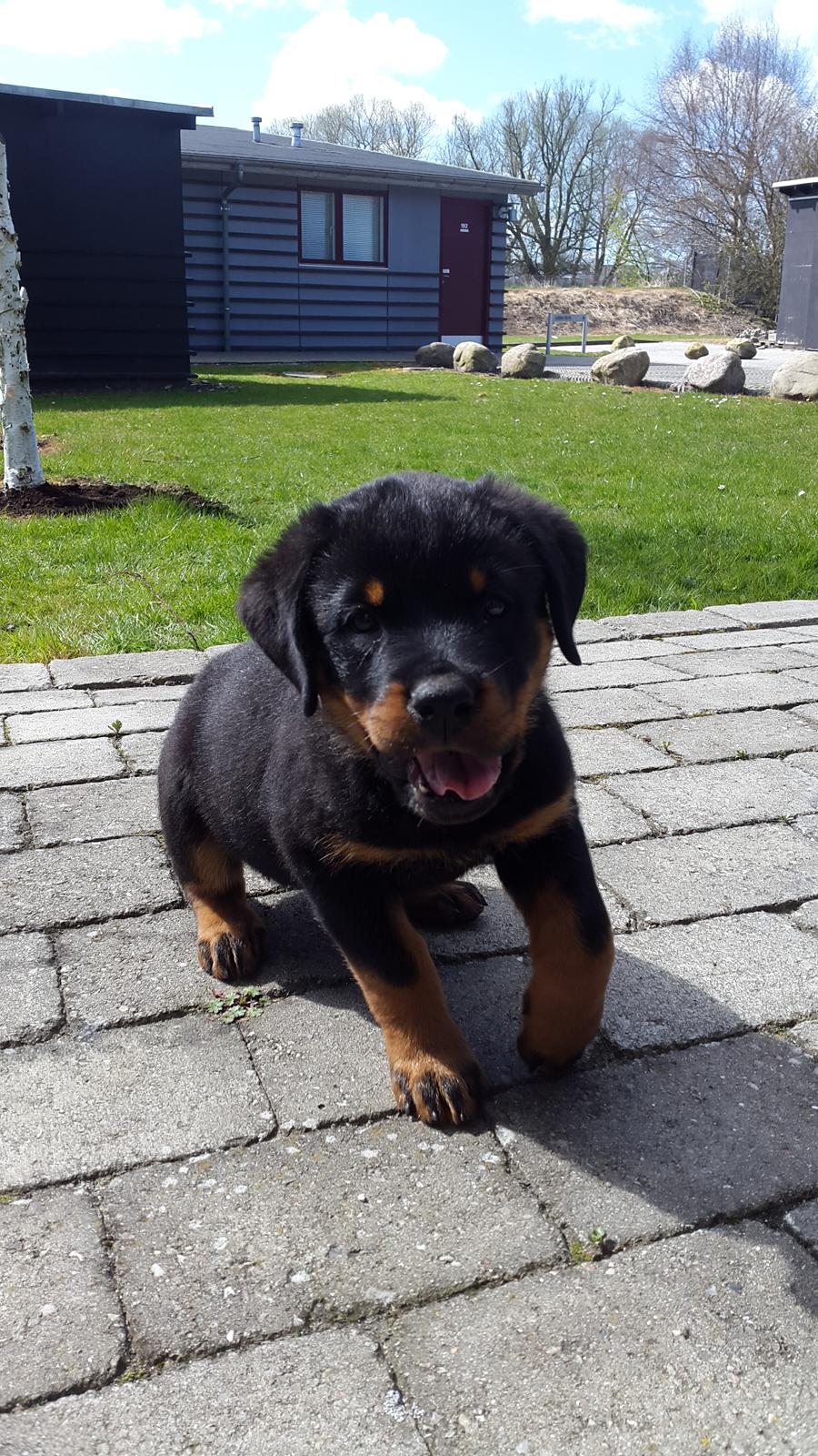 Rottweiler Laika billede 2