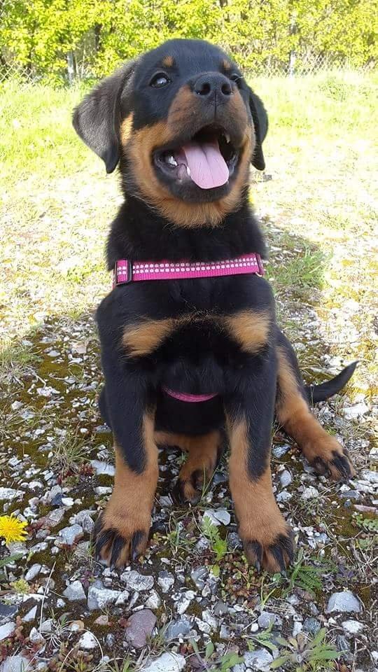 Rottweiler Laika billede 4