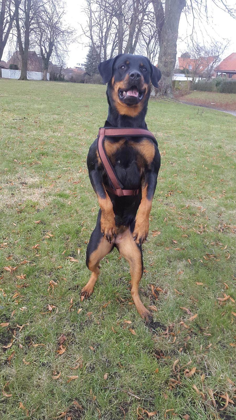 Rottweiler Laika billede 5