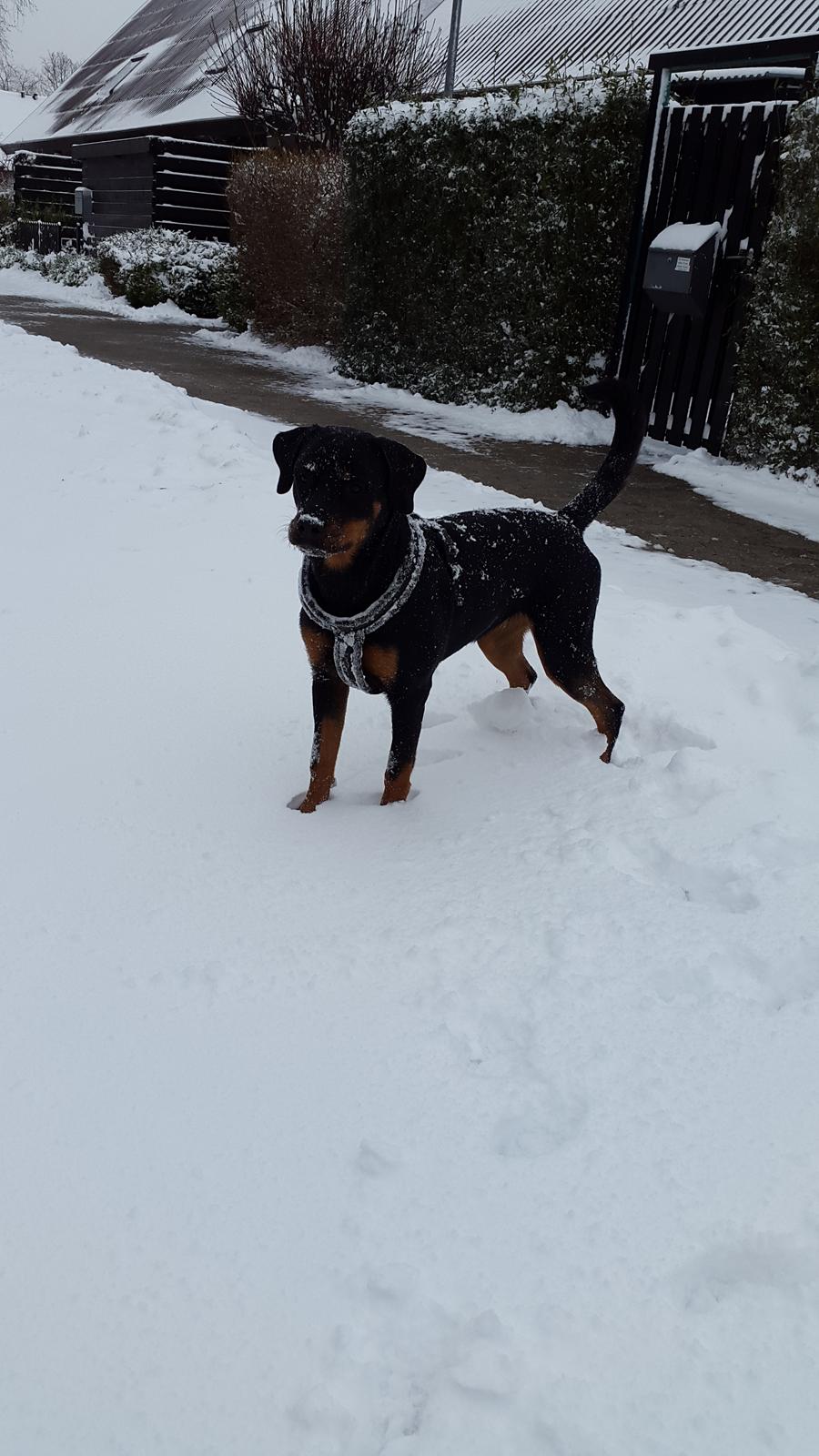 Rottweiler Laika billede 6