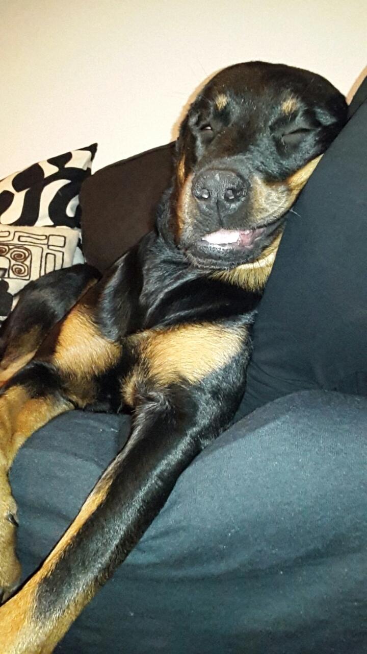 Rottweiler Laika billede 7