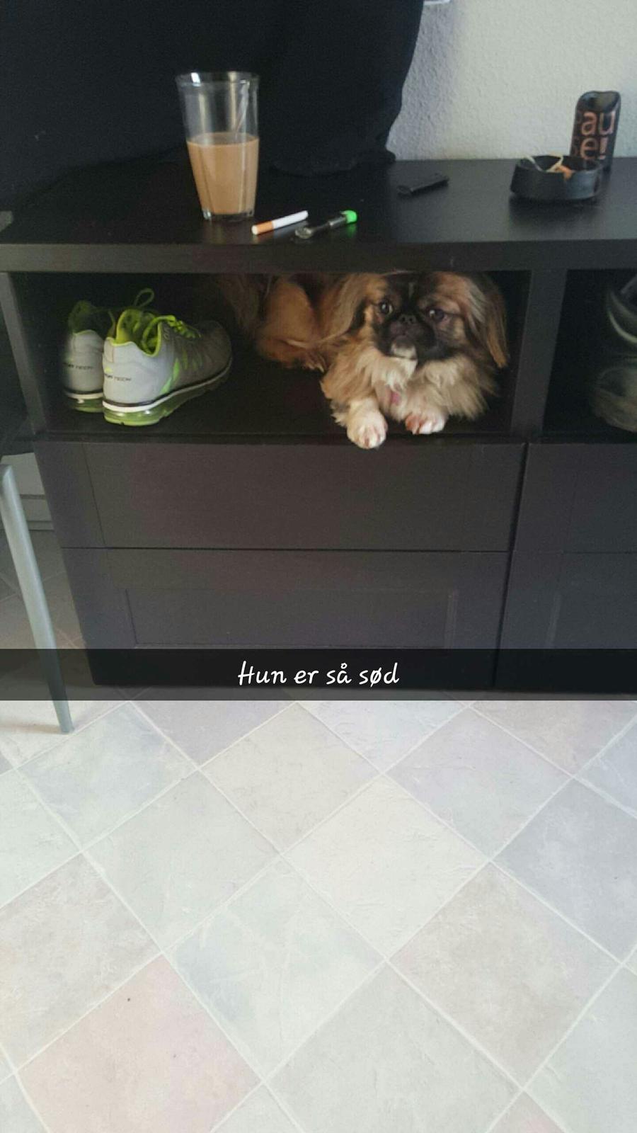 Pekingeser laura billede 1