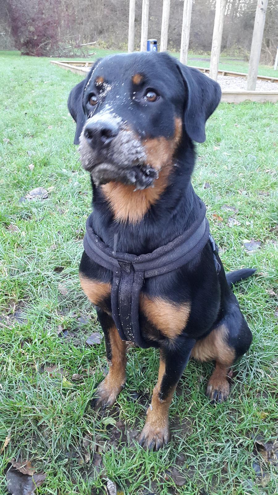Rottweiler Laika billede 8