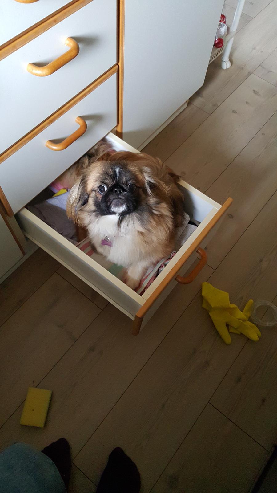 Pekingeser laura billede 2