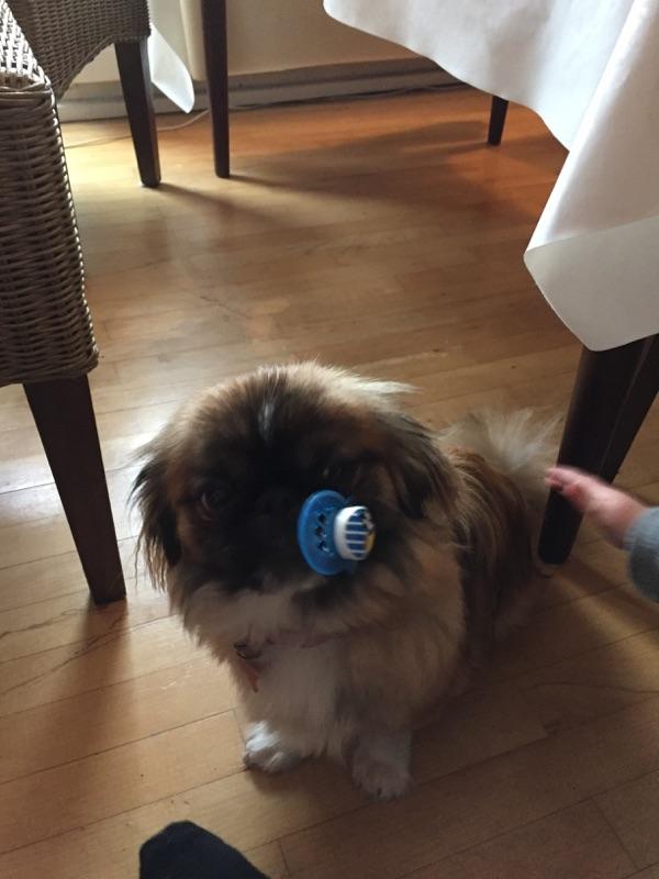 Pekingeser laura billede 3