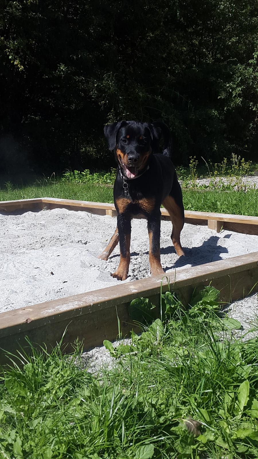Rottweiler Laika billede 9