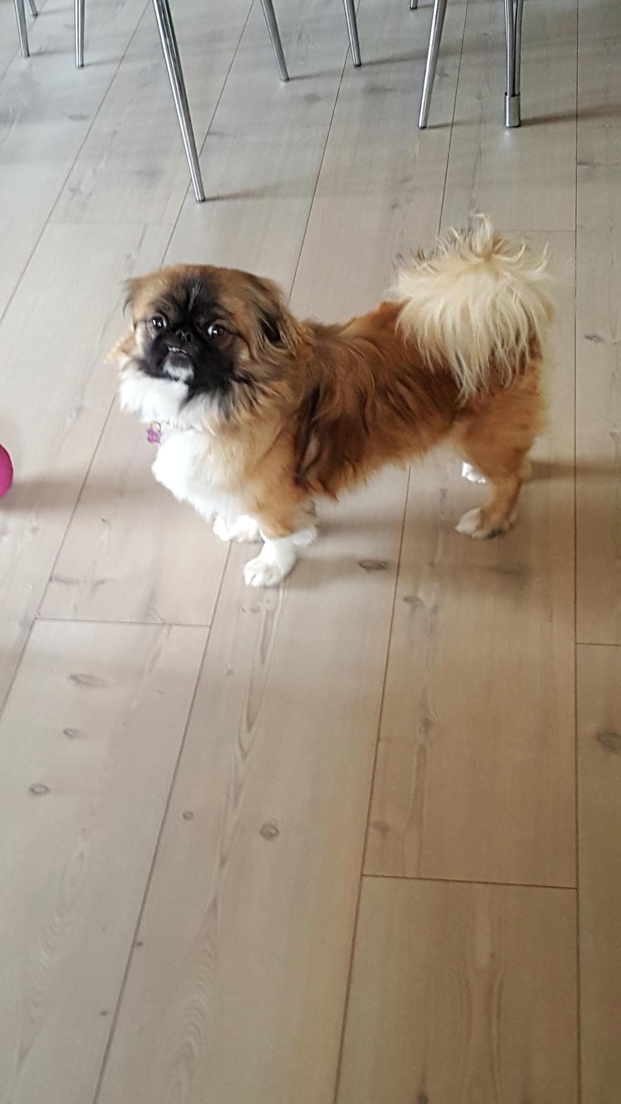 Pekingeser laura billede 4