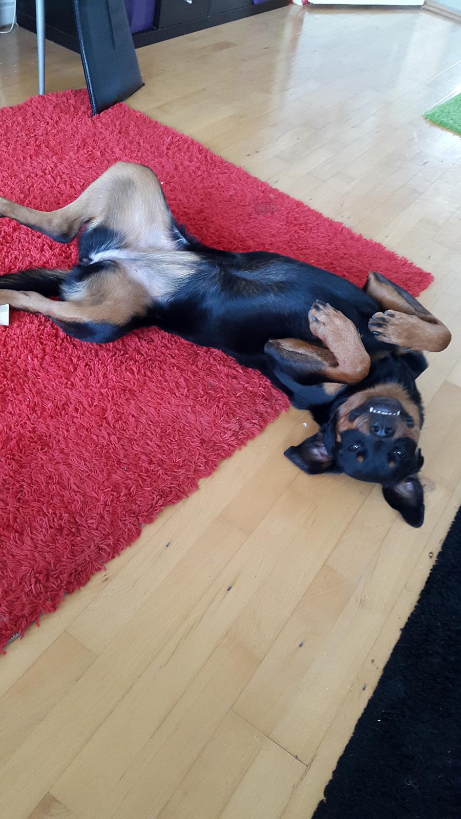 Rottweiler Laika billede 10