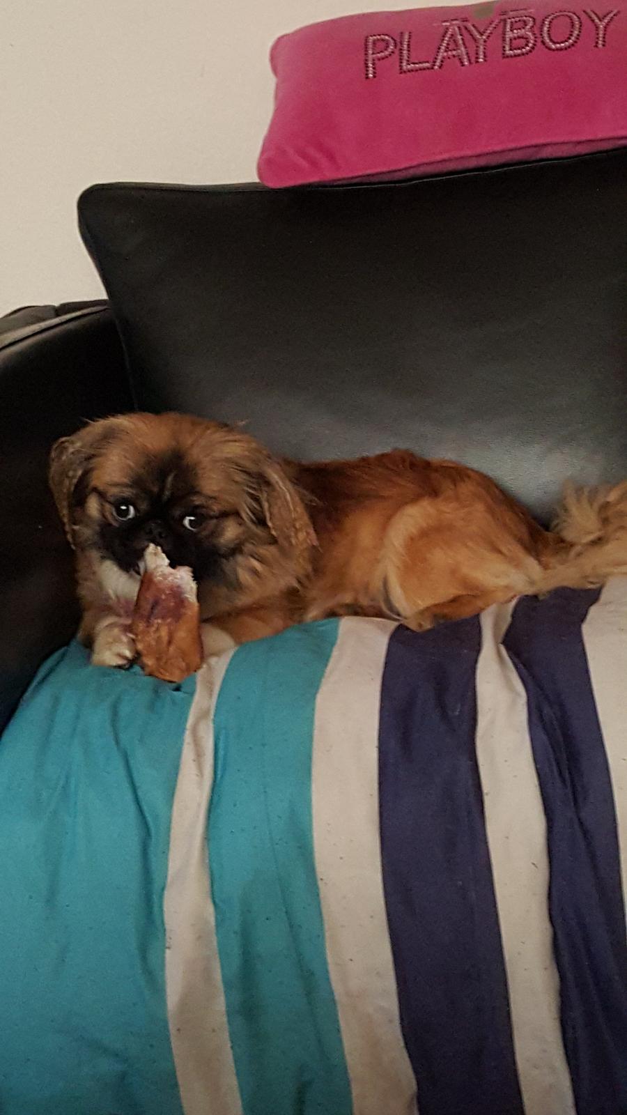 Pekingeser laura billede 5