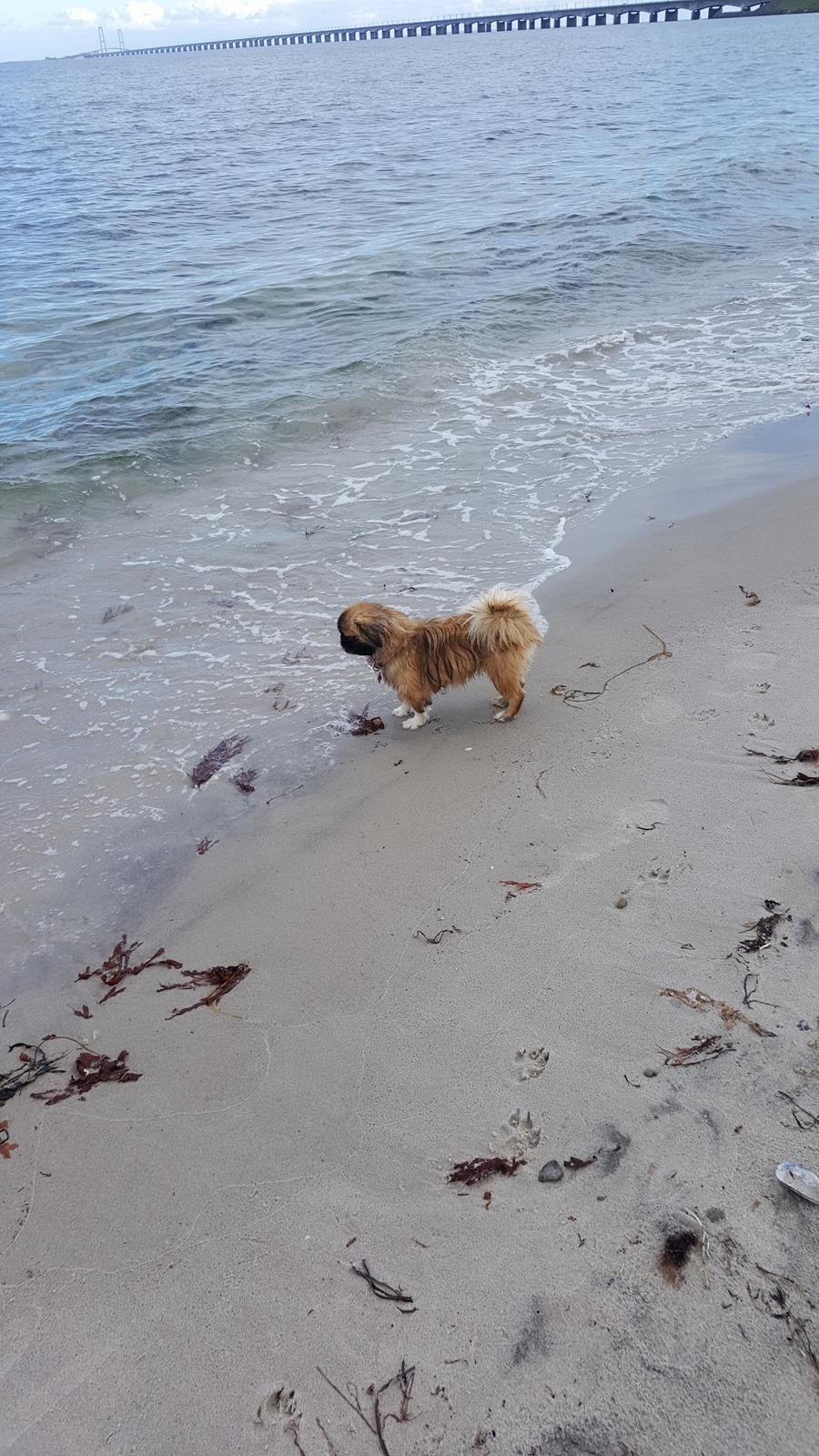 Pekingeser laura billede 6