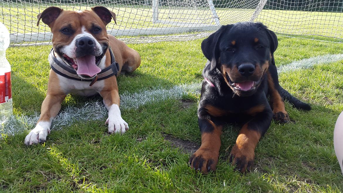 Rottweiler Laika billede 11