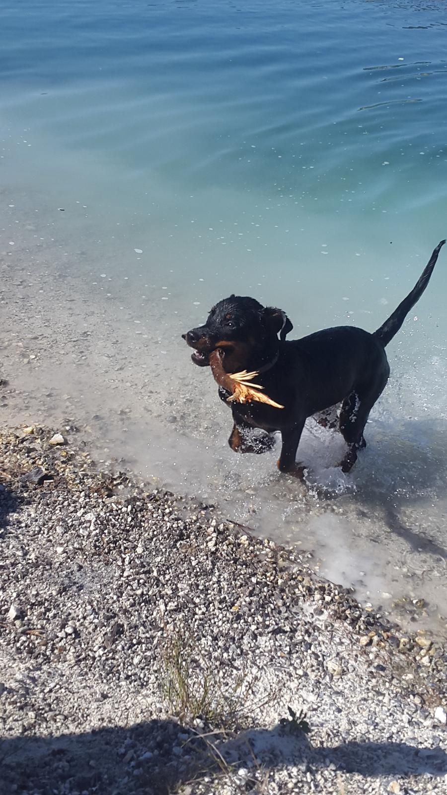 Rottweiler Laika billede 12