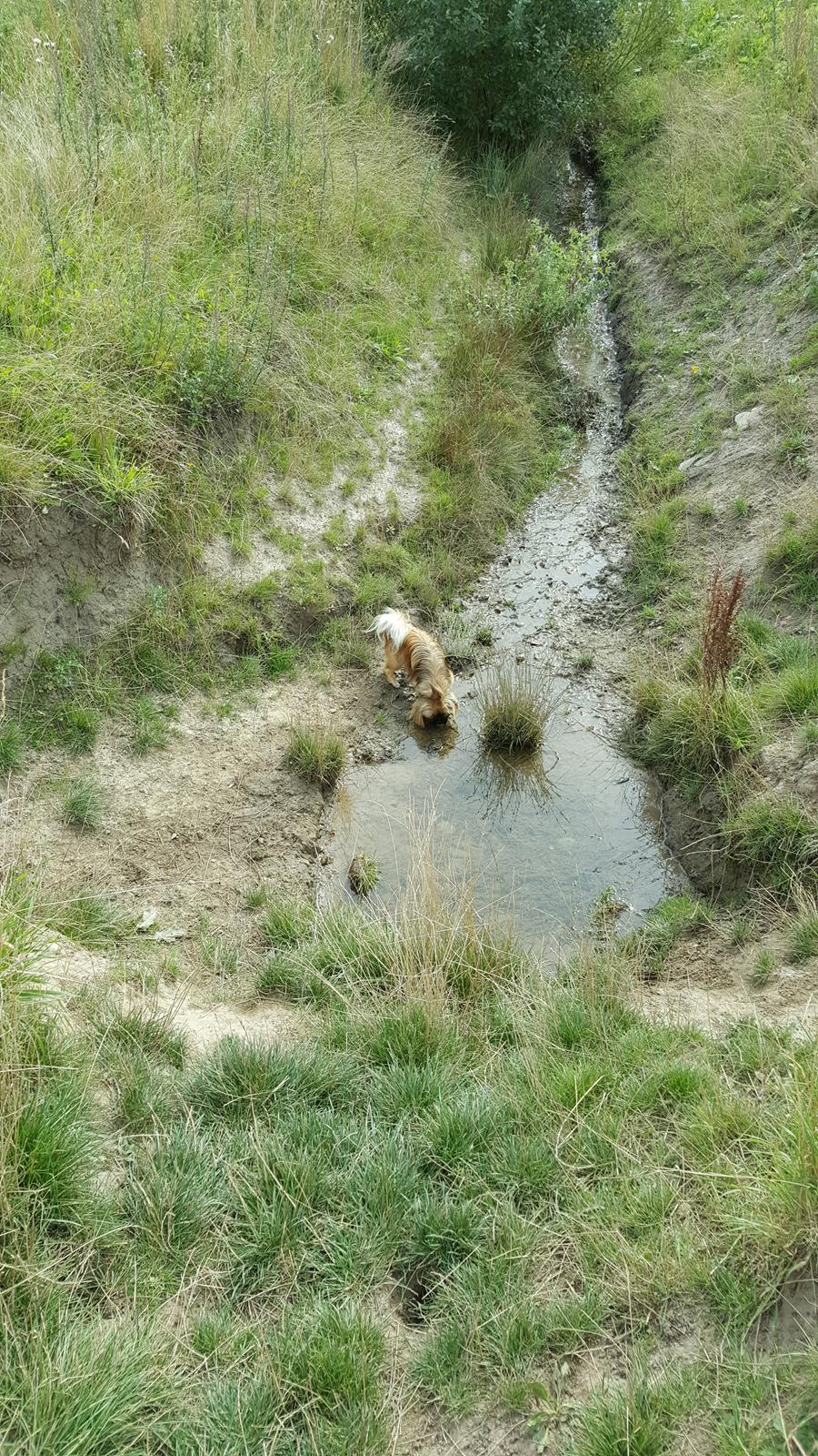 Pekingeser laura billede 7
