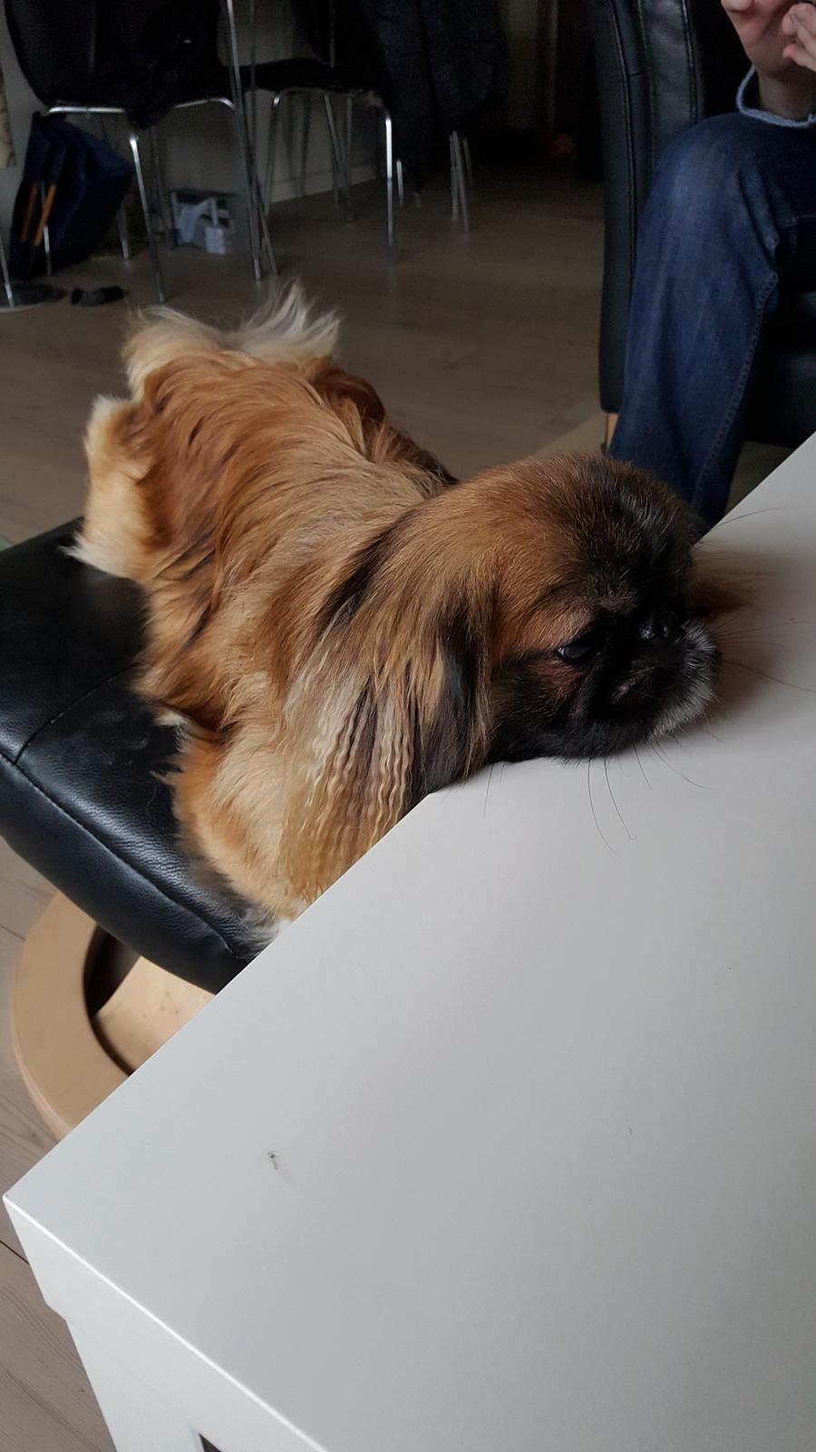 Pekingeser laura billede 8