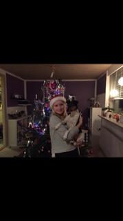 Dansk svensk gaardhund Audi billede 3