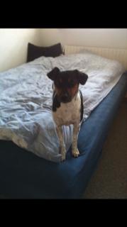 Dansk svensk gaardhund Audi billede 4