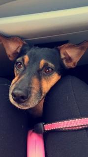 Dansk svensk gaardhund Audi billede 5