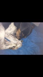 Dansk svensk gaardhund Audi billede 6