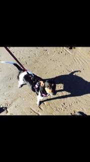 Dansk svensk gaardhund Audi billede 7