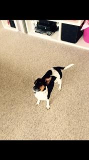 Dansk svensk gaardhund Audi billede 2